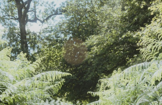 Natuurgebied Den Haert (vergroot foto)